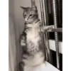 Gif 22