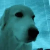 Cachorro Legal em Azul