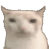 Gatinho 17