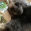 Macacos 9