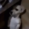 Perritos🐕 5