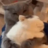 😽 Gatitos Que Necesitas 😻 8