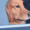 Reações animais  14