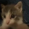 Gatitos. | @ocenferios  Haki. 6