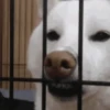 Reações animais  9