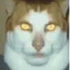 GATOS PARA REAGIR 6
