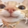 Gatos 😺/⁠ᐠ⁠｡⁠ꞈ⁠｡⁠ᐟ⁠\ 10