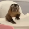 Punch monkey mono macaco 3