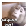 Monos | Monkey 🐵🍌 15