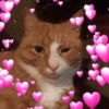 GATOS PARA REAGIR 9