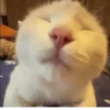 Котики для чата 🐾💬 12