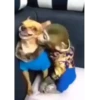 Macaquinhos fofos 🥰 7