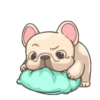 Dog 14