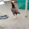 Animais 20