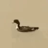 Random Pato🦆 5