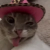 Gatos 😺/⁠ᐠ⁠｡⁠ꞈ⁠｡⁠ᐟ⁠\ 5