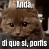 😼Gato•Cat•Michi😼 7