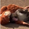Punch monito 🙈 peluche 🧸 9