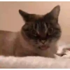 GATOS PARA REAGIR 11