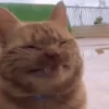 Котики для чата 🐾💬 5