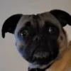 🗣️TikTok perros Pal chat🐶🐾🐕 6