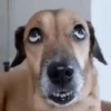GIFs de Cachorros Reações 3 🐶 13