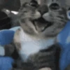 Reações animais  15