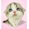 Gatinhos  17