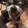 🗣️TikTok perros Pal chat🐶🐾🐕 5
