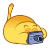 Egg Yolk Cat 2 20
