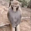 Macaquinhos com sono 5