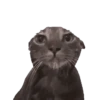 Gatinho 19