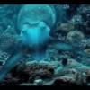 Peces marinos 6