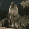 Reações animais  13