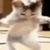 Gatinho 24