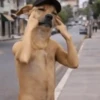 Животные, созданные с помощью ИИ 🐶 6