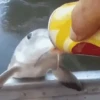 Animais 21