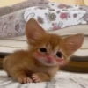 🐱 Fisheye-lens pets 10