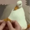 Random Pato🦆 9