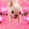 Pibble The DogTikTok🐾✨ 6