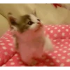Gatinhos  14