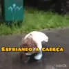 BORA 30