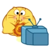 Egg Yolk Cat 2 6