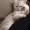 Trending GIF memes 9