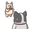 Dog 12