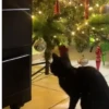 🧿La Gata Loca Tik Tok🐈‍⬛😵‍💫 12