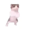 Meme kucing gerak lucu 15