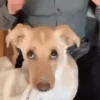Innocent Dog with Puppy Eyes