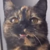 Котики для чата 🐾💬 10