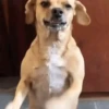 Животные, созданные с помощью ИИ 🐶 10